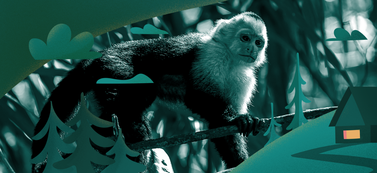 Mono Azul - Información y Características de los Monos