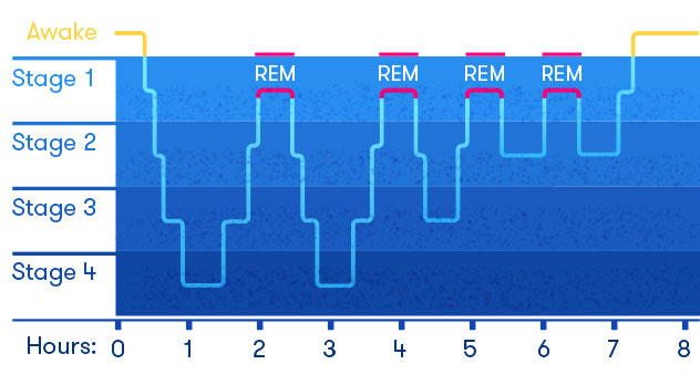 sleep-cycle-infographic-redim