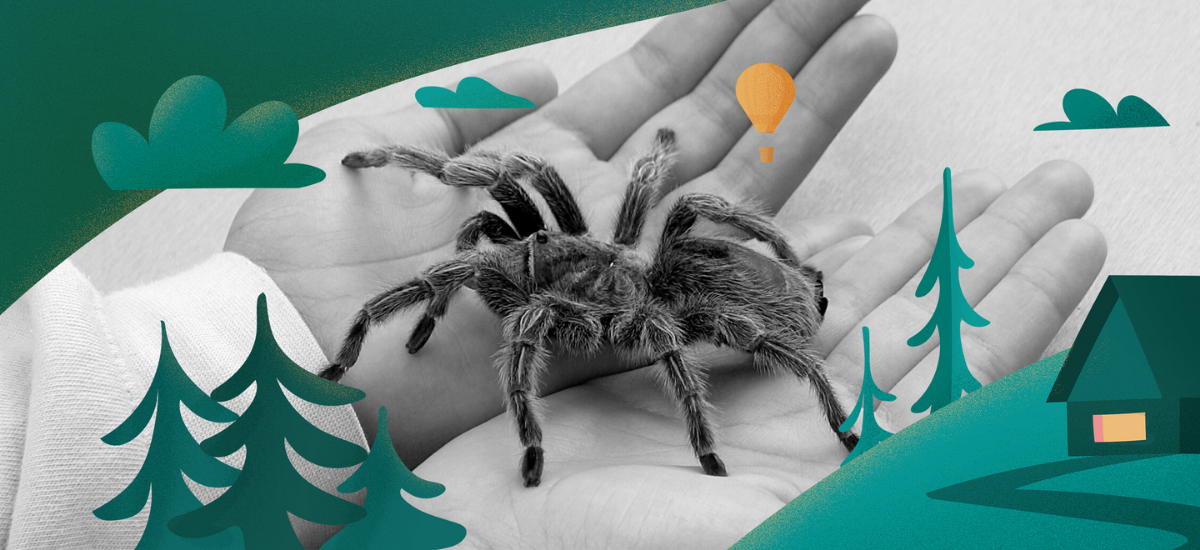 What Do Dreams About Spiders Mean? Dream Interpretation